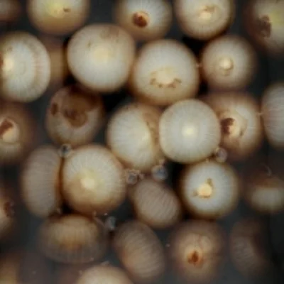Oignons  balsamique