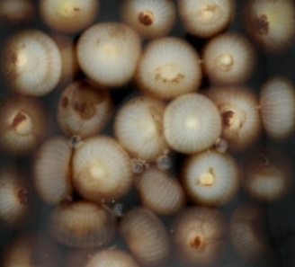 Oignons  balsamique (originale)